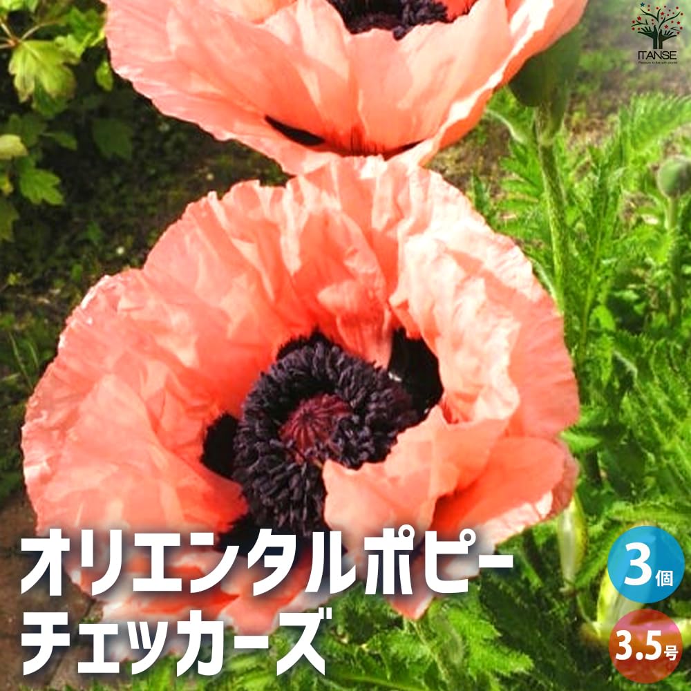 Amazon.co.jp: ITANSE オリエンタルポピー チェッカーズ 3.5号 3